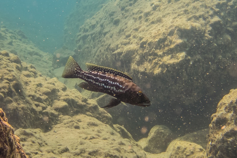 Lepidiolamprologus elongatus 'Nondwa Point'